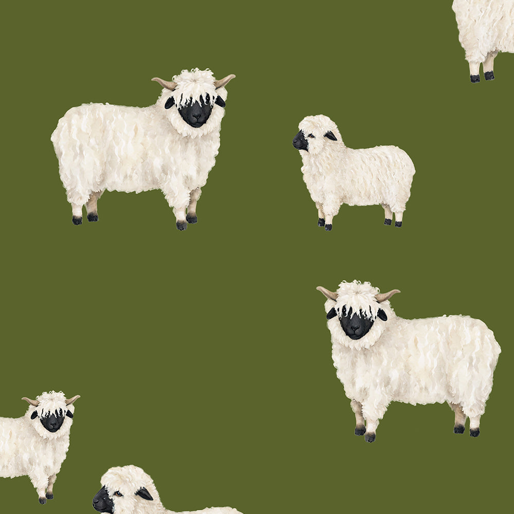 Romper in sheep